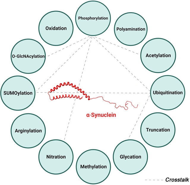 Posttranslational Modifications of <b>α</b>-Synuclein, Their Therapeutic Potential, and Crosstalk in Health and Neurodegenerative Diseases.