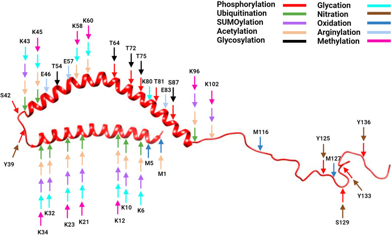 Posttranslational Modifications of <b>α</b>-Synuclein, Their Therapeutic Potential, and Crosstalk in Health and Neurodegenerative Diseases.