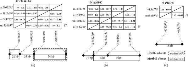 Genetic Variations in <i>AMPK</i>, <i>FOXO3A</i>, and <i>POMC</i> Increase the Risk of Extreme Obesity.