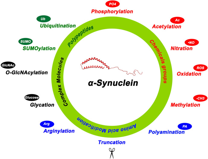 Posttranslational Modifications of <b>α</b>-Synuclein, Their Therapeutic Potential, and Crosstalk in Health and Neurodegenerative Diseases.