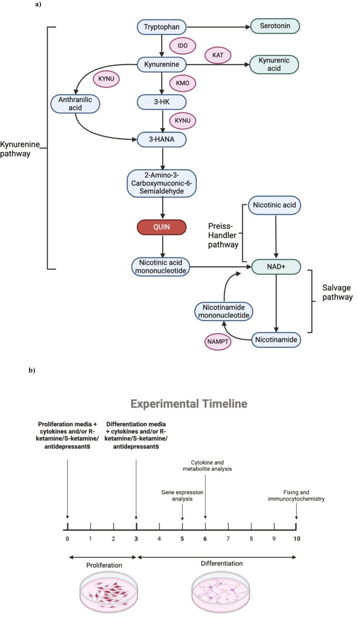 Ketamine Prevents Inflammation-Induced Reduction of Human Hippocampal Neurogenesis via Inhibiting the Production of Neurotoxic Metabolites of the Kynurenine Pathway.