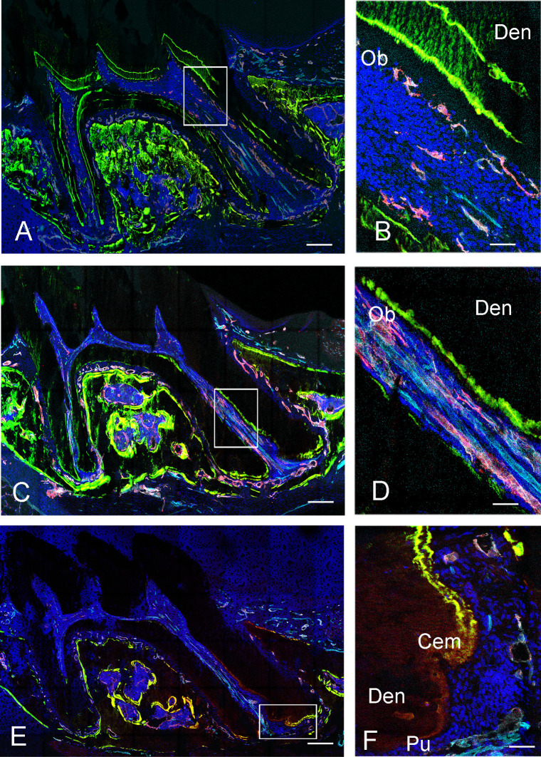 Localization of Both CD31- and Endomucin-Expressing Vessels in Mouse Dental Pulp.