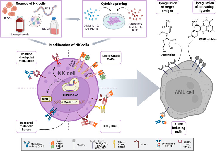 Empowering Natural Killer Cells to Combat Acute Myeloid Leukemia: Perspective on CAR-NK Cell Therapy.