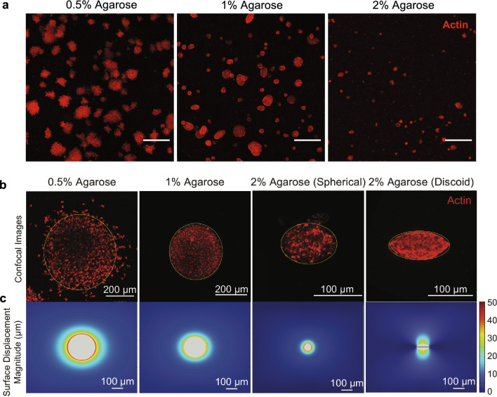 Novel 3-D Macrophage Spheroid Model Reveals Reciprocal Regulation of Immunomechanical Stress and Mechano-Immunological Response.