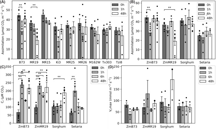 C4 grasses employ distinct strategies to acclimate rubisco activase to heat stress.