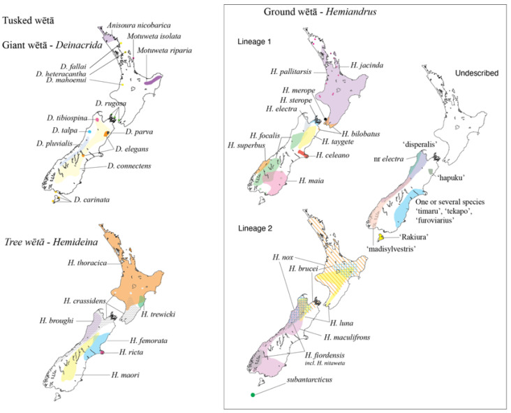 Wētā Aotearoa-Polyphyly of the New Zealand Anostostomatidae (Insecta: Orthoptera).