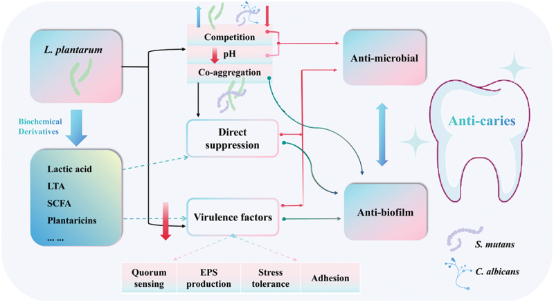 The role of <i>Lactobacillus plantarum</i> in oral health: a review of current studies.