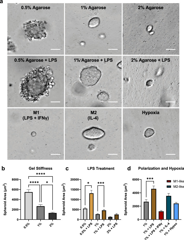 Novel 3-D Macrophage Spheroid Model Reveals Reciprocal Regulation of Immunomechanical Stress and Mechano-Immunological Response.