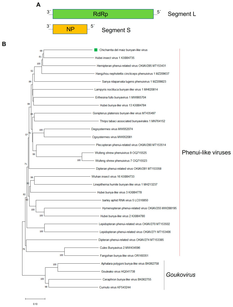Insights into the RNA Virome of the Corn Leafhopper <i>Dalbulus maidis</i>, a Major Emergent Threat of Maize in Latin America.