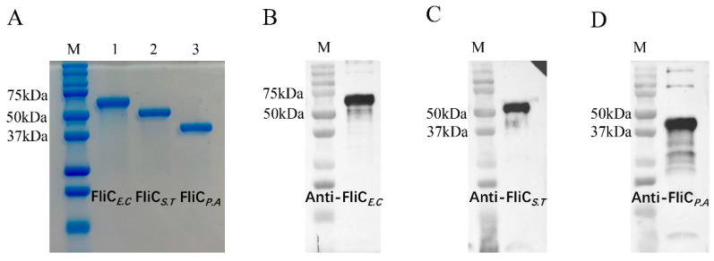 Differential Adjuvant Activity by Flagellins from <i>Escherichia coli</i>, <i>Salmonella enterica</i> Serotype Typhimurium, and <i>Pseudomonas aeruginosa</i>.