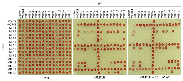 Arabidopsis MORC1 and MED9 Interact to Regulate Defense Gene Expression and Plant Fitness.