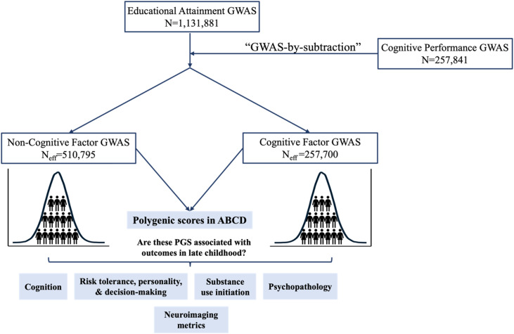Associations between polygenic scores for cognitive and non-cognitive factors of educational attainment and measures of behavior, psychopathology, and neuroimaging in the adolescent brain cognitive development study.