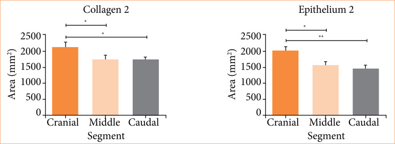 Segmental histomorphometry of the porcine ureter for use as a vascular xenograft.