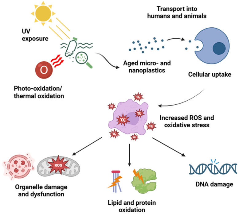 Molecular and Cellular Effects of Microplastics and Nanoplastics: Focus on Inflammation and Senescence.