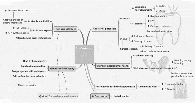 The role of <i>Lactobacillus plantarum</i> in oral health: a review of current studies.