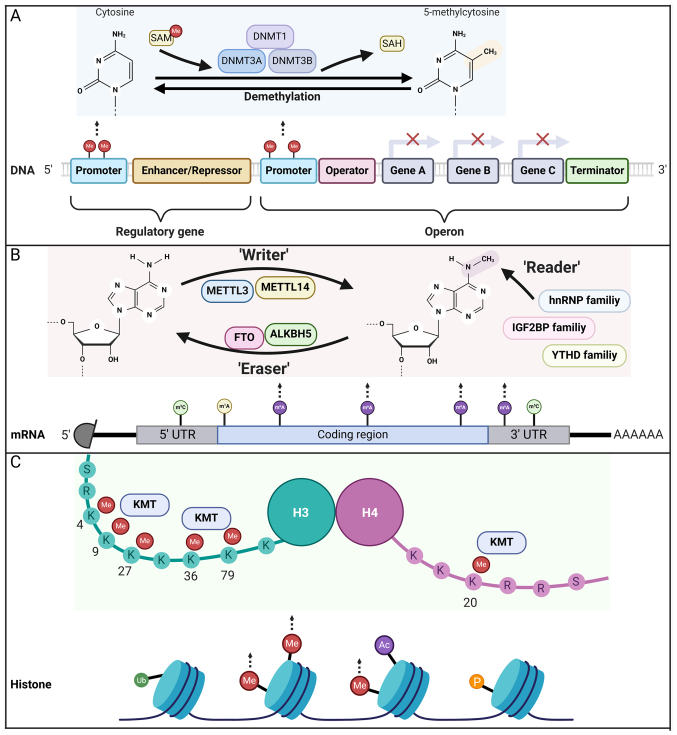 Crosstalk of methylation and tamoxifen in breast cancer (Review).