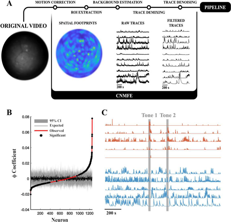 Sex differences in prelimbic cortex calcium dynamics during stress and fear learning.