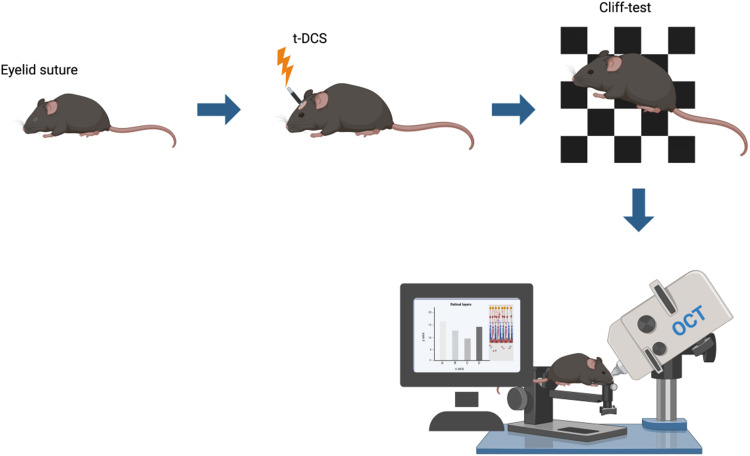 Impact of transcranial Direct Current Stimulation on stereoscopic vision and retinal structure in adult amblyopic rodents.