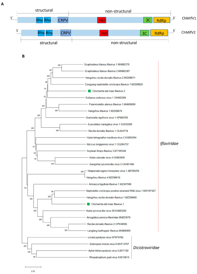 Insights into the RNA Virome of the Corn Leafhopper <i>Dalbulus maidis</i>, a Major Emergent Threat of Maize in Latin America.