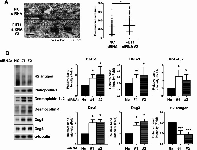 H Antigen expression modulates epidermal Keratinocyte Integrity and differentiation.