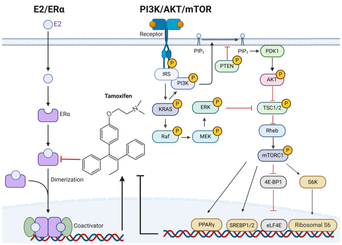 Crosstalk of methylation and tamoxifen in breast cancer (Review).