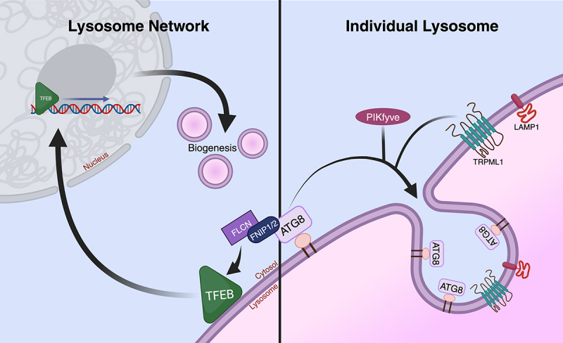 Getting PIKy with the lysosome membrane (again).