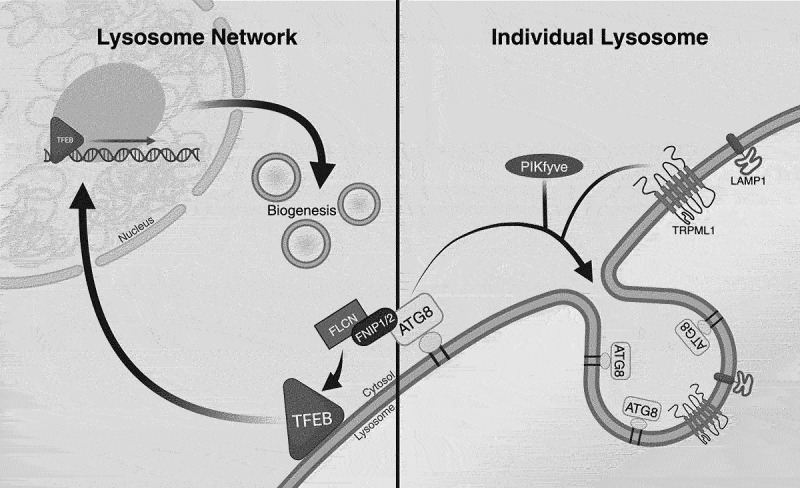 Getting PIKy with the lysosome membrane (again).