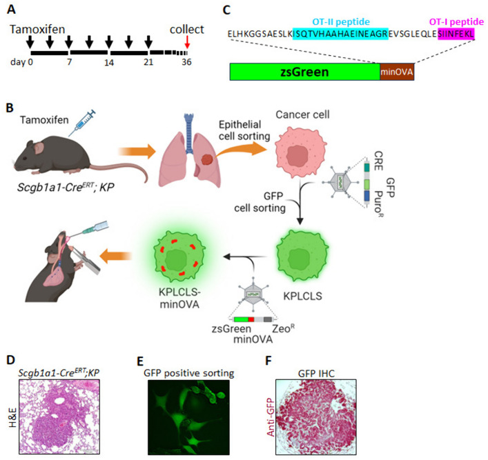 Tumor immunogenicity regulates host immune responses, and conventional dendritic cell type 2 uptakes the majority of tumor antigens in an orthotopic lung cancer model.