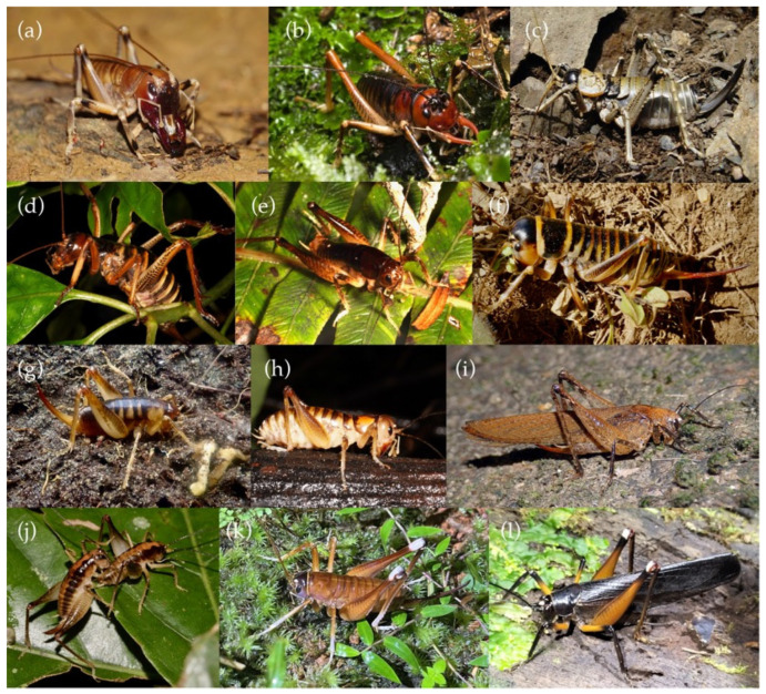 Wētā Aotearoa-Polyphyly of the New Zealand Anostostomatidae (Insecta: Orthoptera).
