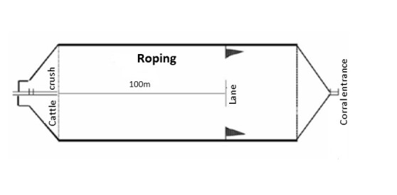 Featuring long-loop tournaments: breeding and training profiles and blood changes in criollo horses before and after exercise.