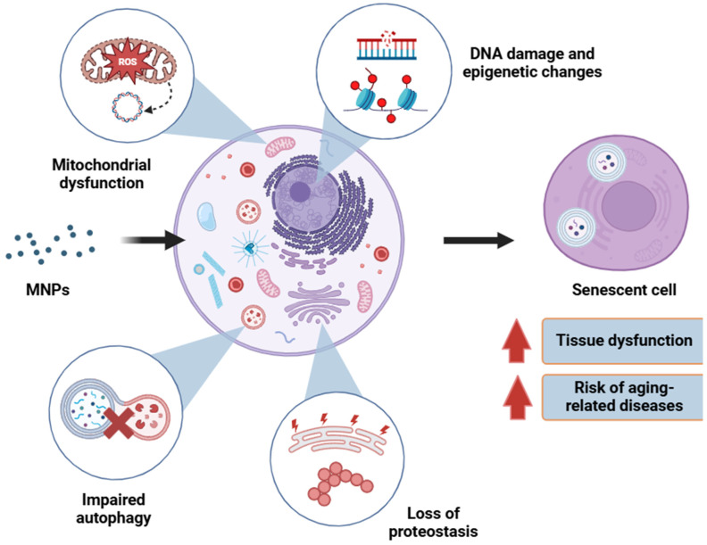 Molecular and Cellular Effects of Microplastics and Nanoplastics: Focus on Inflammation and Senescence.