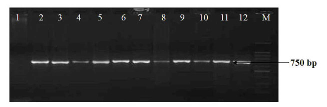 The Enhancement of Potato (<i>Solanum Tuberosum</i> L. Cv. Odyssey) Resistance to Bacterial Soft Rot Disease Through Transformation of the Glyphosate-Resistant Gene from <i>Dickeya Dadanti</i>.