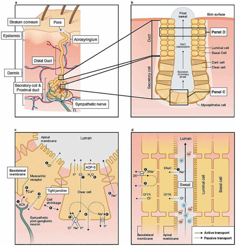 From Sudoscan to bedside: theory, modalities, and application of electrochemical skin conductance in medical diagnostics.