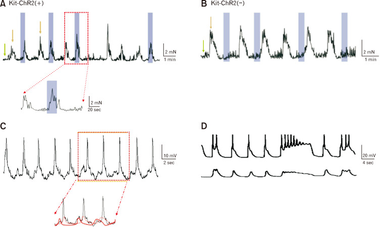 Insights Into Gastrointestinal Motility Through the Use of Optogenetic Sensors.