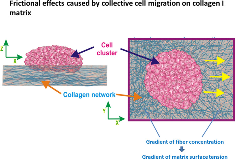 Friction in soft biological systems and surface self-organization: the role of viscoelasticity.