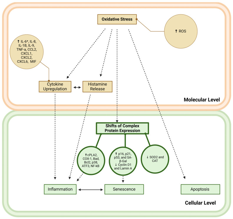 Molecular and Cellular Effects of Microplastics and Nanoplastics: Focus on Inflammation and Senescence.