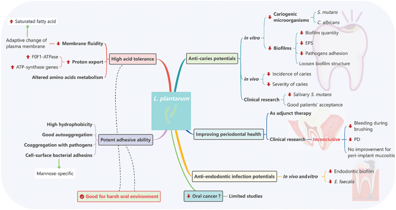 The role of <i>Lactobacillus plantarum</i> in oral health: a review of current studies.