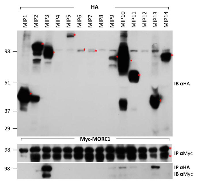 Arabidopsis MORC1 and MED9 Interact to Regulate Defense Gene Expression and Plant Fitness.