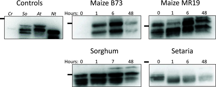 C4 grasses employ distinct strategies to acclimate rubisco activase to heat stress.