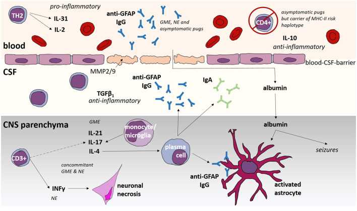 Of potential new treatment targets and polythetic approach in meningoencephalitis of unknown origin: a review.