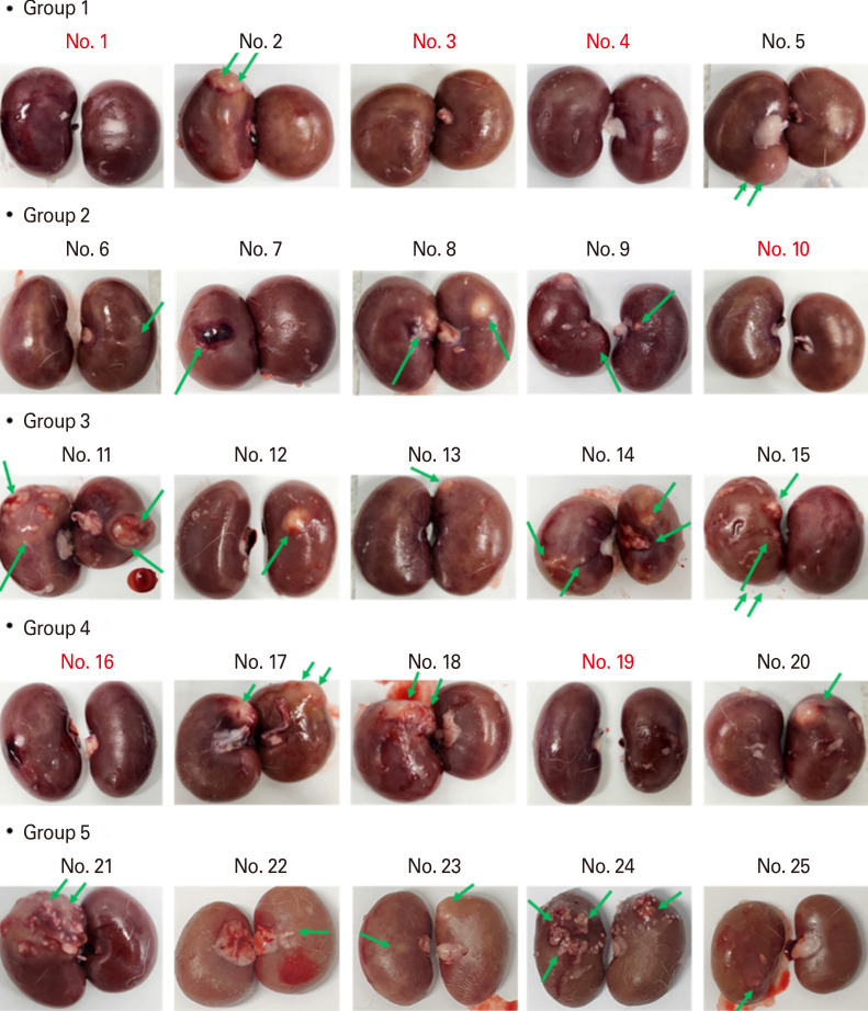 Protective effects of immunization with a novel 4 recombinant pore-forming toxoid combination vaccine in a rabbit model of systemic methicillin-resistant <i>Staphylococcus aureus</i> infection.