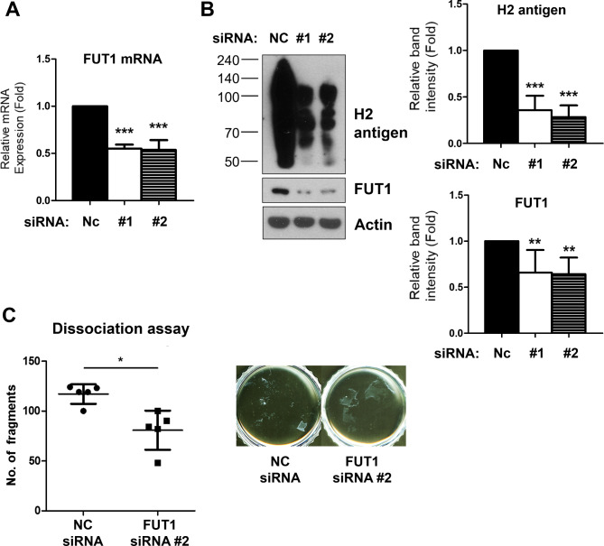 H Antigen expression modulates epidermal Keratinocyte Integrity and differentiation.