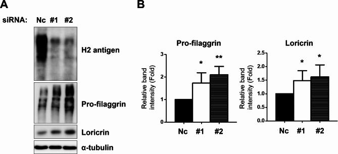 H Antigen expression modulates epidermal Keratinocyte Integrity and differentiation.
