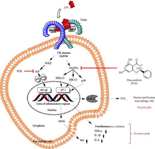 Inhibitory Effect of (2<i>S</i>)-Pinocembrin From <i>Goniothalamus macrophyllus</i> on the Prostaglandin E<sub>2</sub> Production in Macrophage Cell Lines: <i>In Vitro</i> and <i>In Silico</i> Studies.