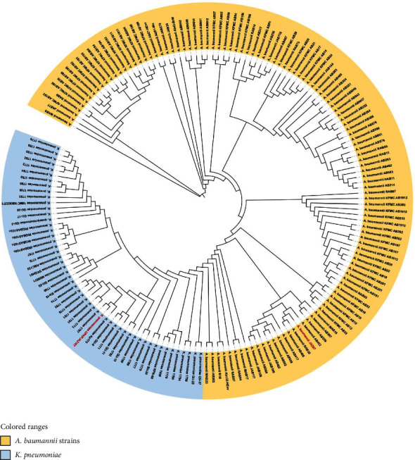 Comprehensive Genome Analysis of Colistin-Only-Sensitive KPC-2 and NDM1-1-Coproducing <i>Klebsiella pneumoniae</i> ST11 and <i>Acinetobacter baumannii</i> ST2 From a Critically Ill Patient With COVID-19 in Saudi Arabia: Whole Genome Sequencing (WGS) of <i>K. pneumoniae</i> ST11 and <i>A. baumannii</i> ST2.