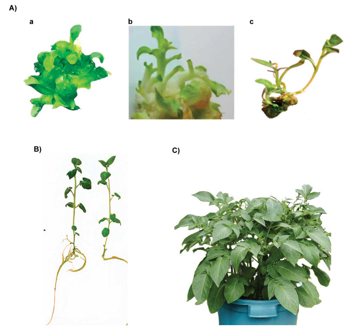 The Enhancement of Potato (<i>Solanum Tuberosum</i> L. Cv. Odyssey) Resistance to Bacterial Soft Rot Disease Through Transformation of the Glyphosate-Resistant Gene from <i>Dickeya Dadanti</i>.