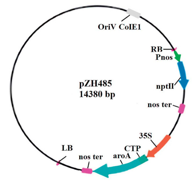The Enhancement of Potato (<i>Solanum Tuberosum</i> L. Cv. Odyssey) Resistance to Bacterial Soft Rot Disease Through Transformation of the Glyphosate-Resistant Gene from <i>Dickeya Dadanti</i>.