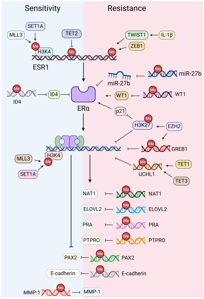 Crosstalk of methylation and tamoxifen in breast cancer (Review).