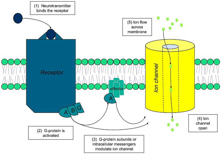 From Sudoscan to bedside: theory, modalities, and application of electrochemical skin conductance in medical diagnostics.