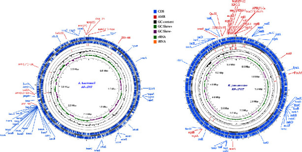 Comprehensive Genome Analysis of Colistin-Only-Sensitive KPC-2 and NDM1-1-Coproducing <i>Klebsiella pneumoniae</i> ST11 and <i>Acinetobacter baumannii</i> ST2 From a Critically Ill Patient With COVID-19 in Saudi Arabia: Whole Genome Sequencing (WGS) of <i>K. pneumoniae</i> ST11 and <i>A. baumannii</i> ST2.